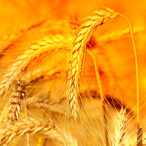 【潤(rùn)安機(jī)械】如何選擇糧食輸送機(jī)？